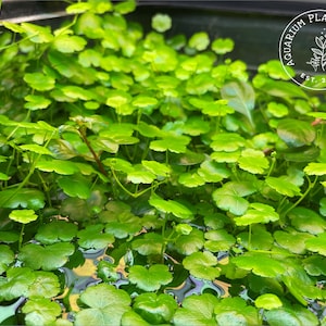 Hydrocotyle sibthorpioides, Lawn Marsh Pennywort / Live Aquarium/Aquatic/Territorial/Foreground/Midground/Stem Plant,Planted Tank