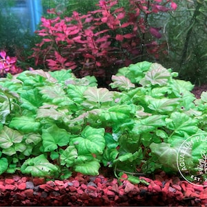Cardamine lyrata sp. Vietnam Live Aquarium/Aquatic/Stem Plant, Planted Tank