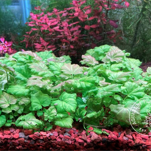 Live Plant Rotala Rotundifolia 'Green' Bunch – Guppy's Aquarium Products