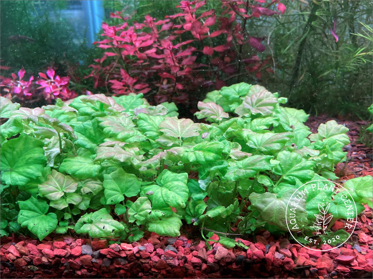 Cardamine lyrata sp. Vietnam Live Aquarium/Aquatic/Stem Plant, Planted Tank