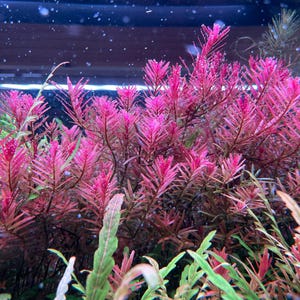 May include: A close-up of a vibrant pink aquatic plant with delicate, feathery leaves. The plant is growing in a tank, creating a lush and colorful underwater landscape.