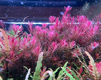 Rotala macrandra mini, Planta viva para acuario/acuático/de fondo, Tanque plantado, Paisaje acuático