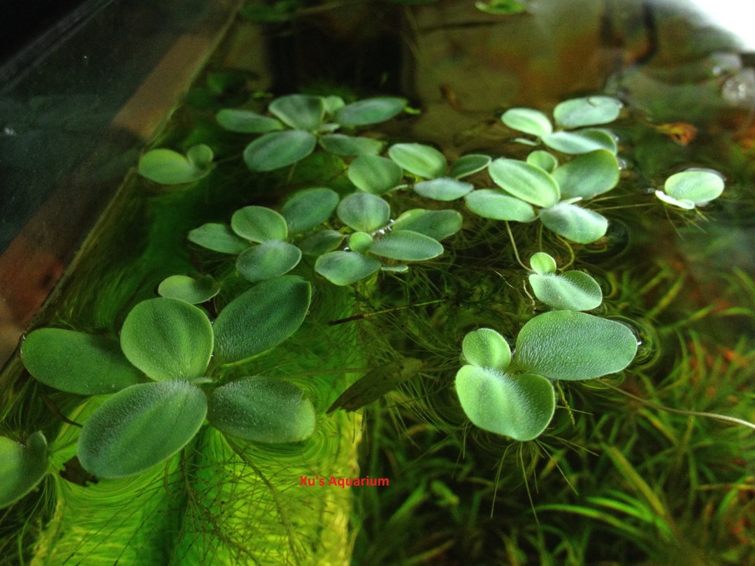 Dwarf Water Lettuce, Pistia Stratioes, Live Aquarium/aquatic/floating/pond  Plant - Etsy, image size:1080x810