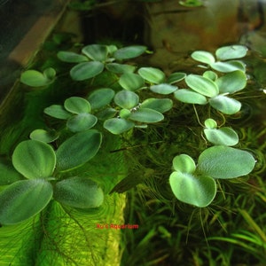 Sale Dwarf Water Lettuce, Pistia stratioes, Live Aquarium/Aquatic/Floating/Pond Plant image 1