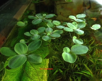 Sale! Dwarf Water Lettuce, Pistia stratioes, Live Aquarium/Aquatic/Floating/Pond Plant