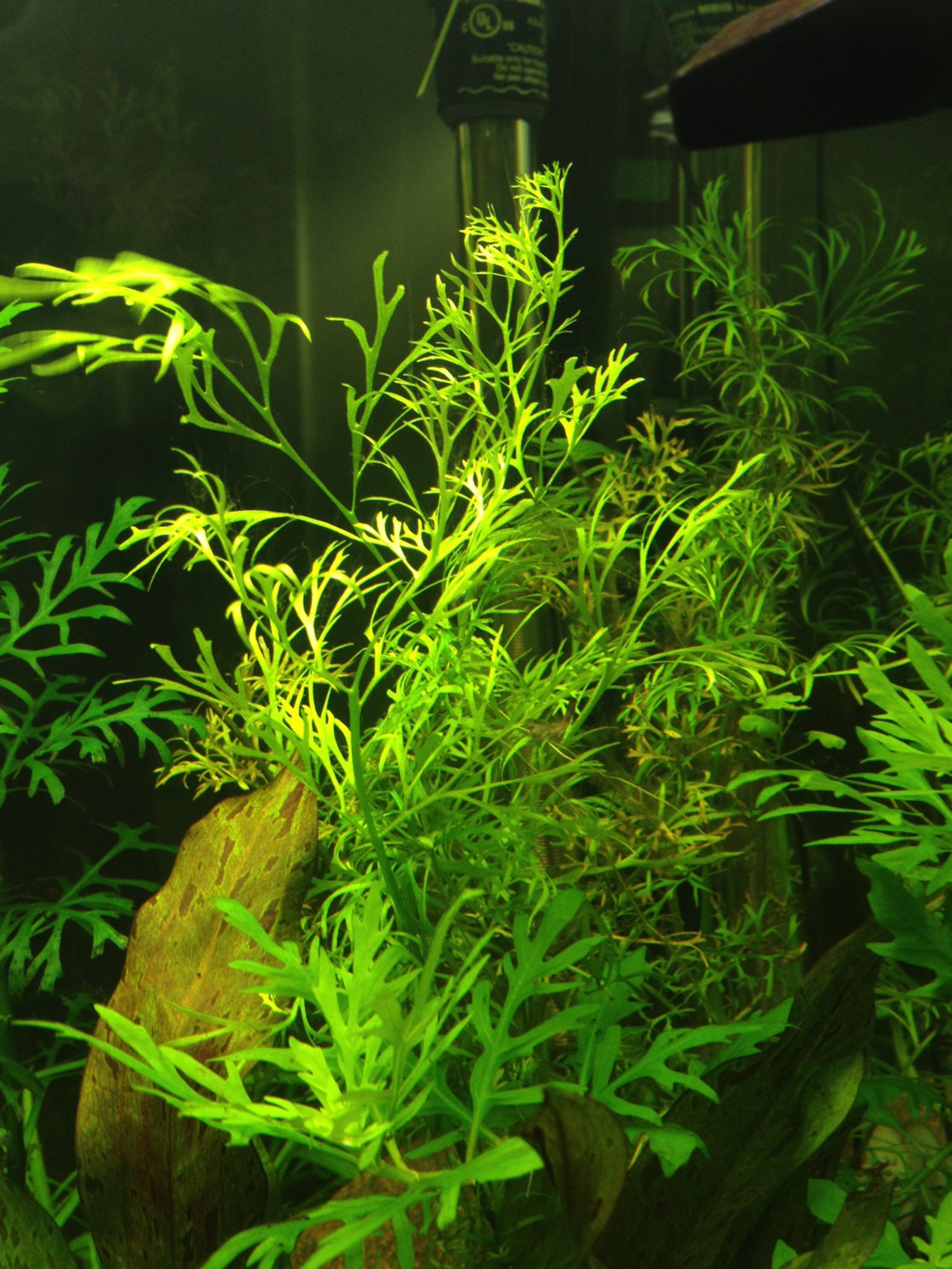 Ceratopteris Thalictroides Water Sprite