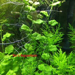 Cardamine lyrata sp. Vietnam Live Aquarium/Aquatic/Stem Plant, Planted Tank image 5