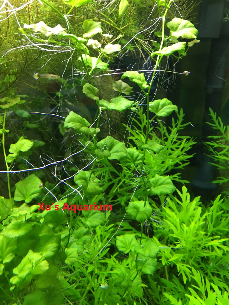 Cardamine lyrata sp. Vietnam Live Aquarium/Aquatic/Stem Plant, Planted Tank image 5