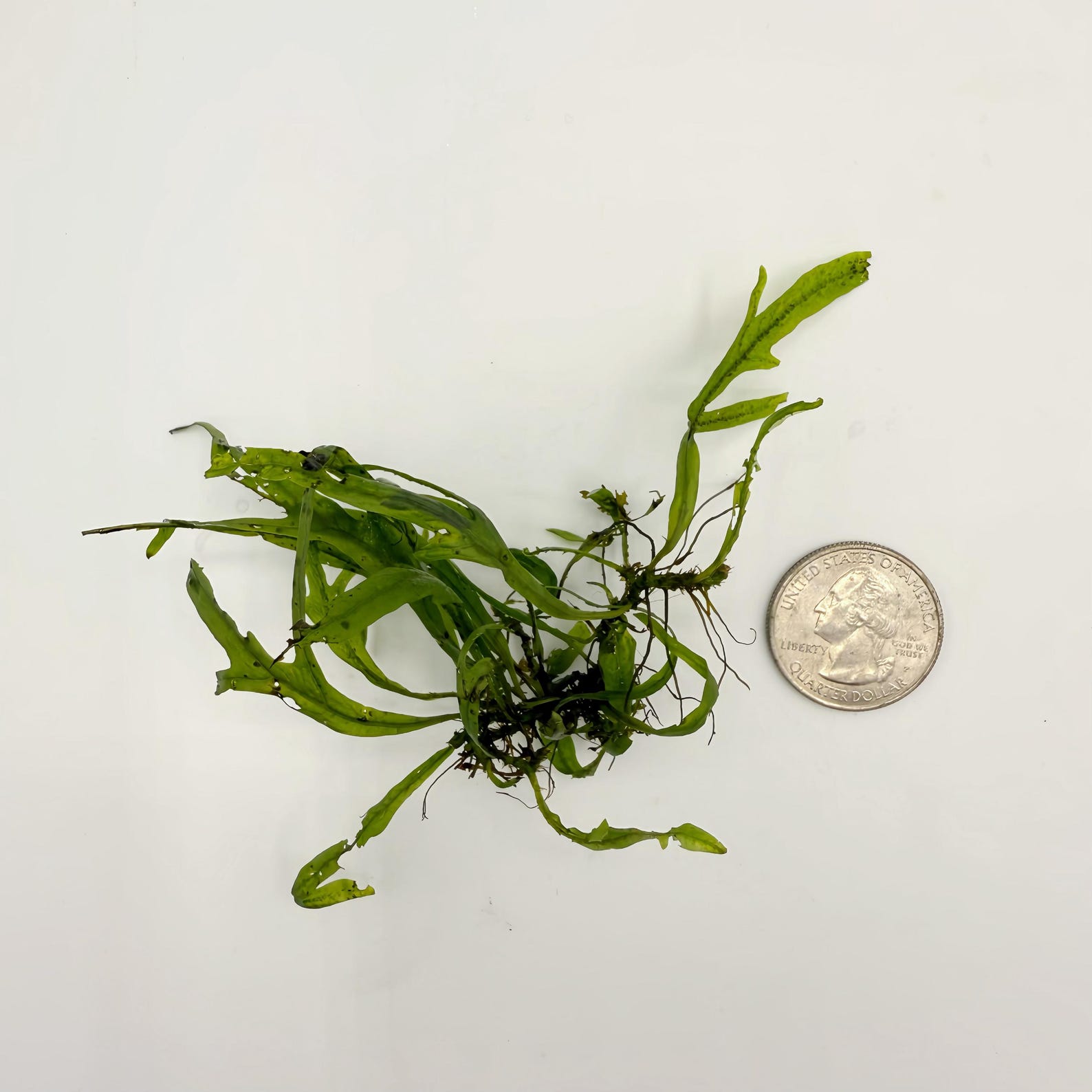 Java Fern Trident Mini, Microsorum Pteropus 'trident' Mini, Midground ...