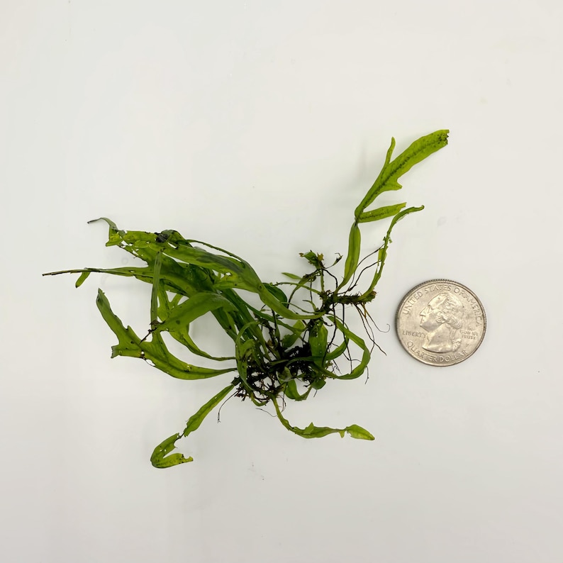 Java Fern Trident Mini, Microsorum Pteropus 'trident' Mini, Midground ...