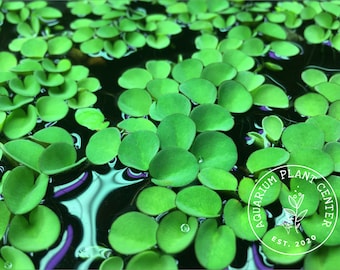 Asian Watermoss, Salvinia cucullata, Live Aquarium/Aquatic/Floating/Pond Plant