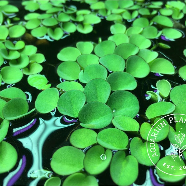 Asian Watermoss, Salvinia cucullata, Live Aquarium/Aquatic/Floating/Pond Plant