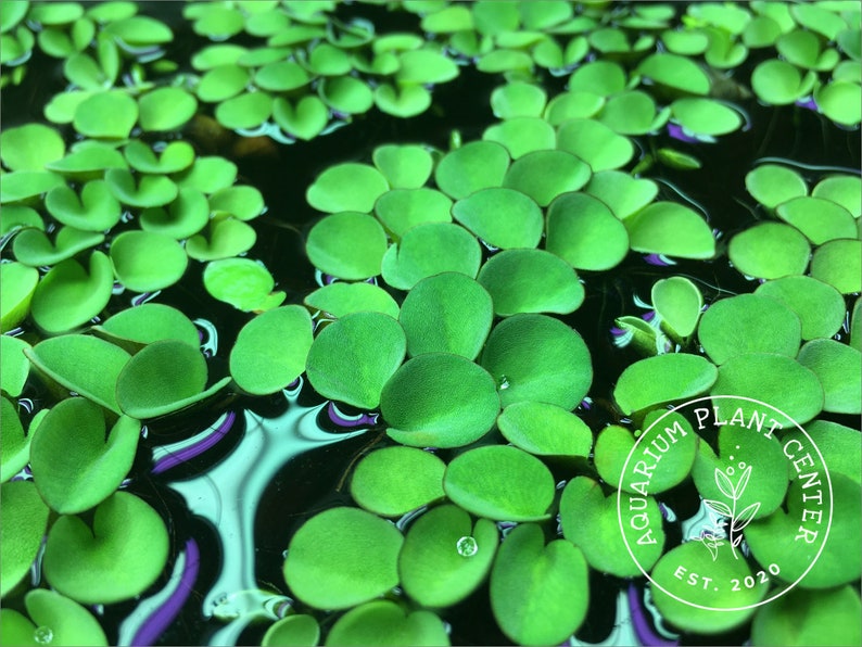 Asian Watermoss, Salvinia cucullata, Live Aquarium\/Aquatic\/Floating\/Pond Plant