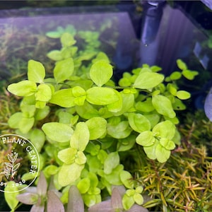 Bacopa australis, Live Aquarium/Aquatic/Background/Midgound/Foreground/Stem Plant, Planted Tank, Aquascaping
