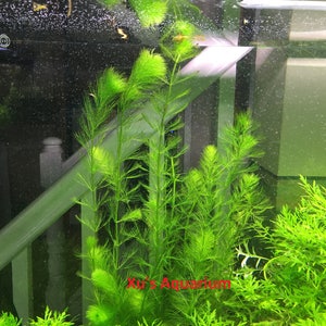 Western Milfoil, Myriophyllum hippuroides, Live Aquarium/Aquatic/Background/Red Plant,Planted Tank,Aquascape image 4