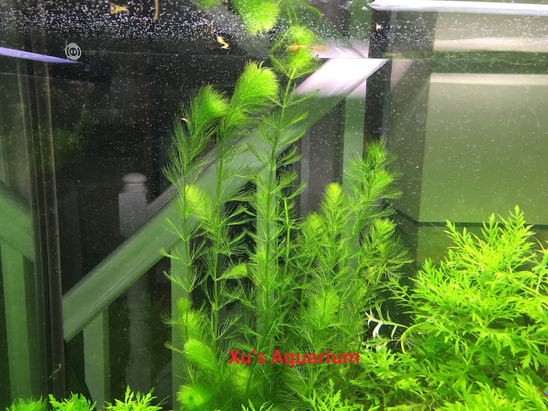 Western Milfoil, Myriophyllum hippuroides, Live Aquarium/Aquatic/Background/Red Plant,Planted Tank,Aquascape image 4