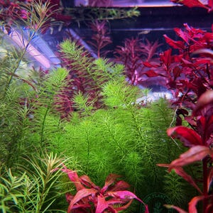 May include: A close-up of a planted aquarium featuring a variety of green and red aquatic plants. The plants are thriving in a clear glass tank. The tank is illuminated from above, creating a vibrant and colourful scene.
