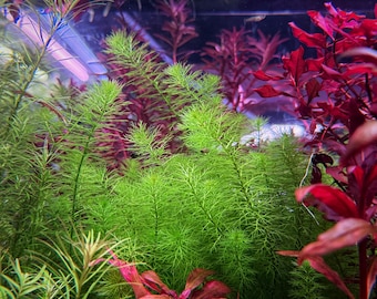 Myriophyllum sp. mini Guyana, Acuario vivo/Acuático/Plano medio/Fondo/Nano tanque/Tanque con tallos plantados, Paisaje acuático