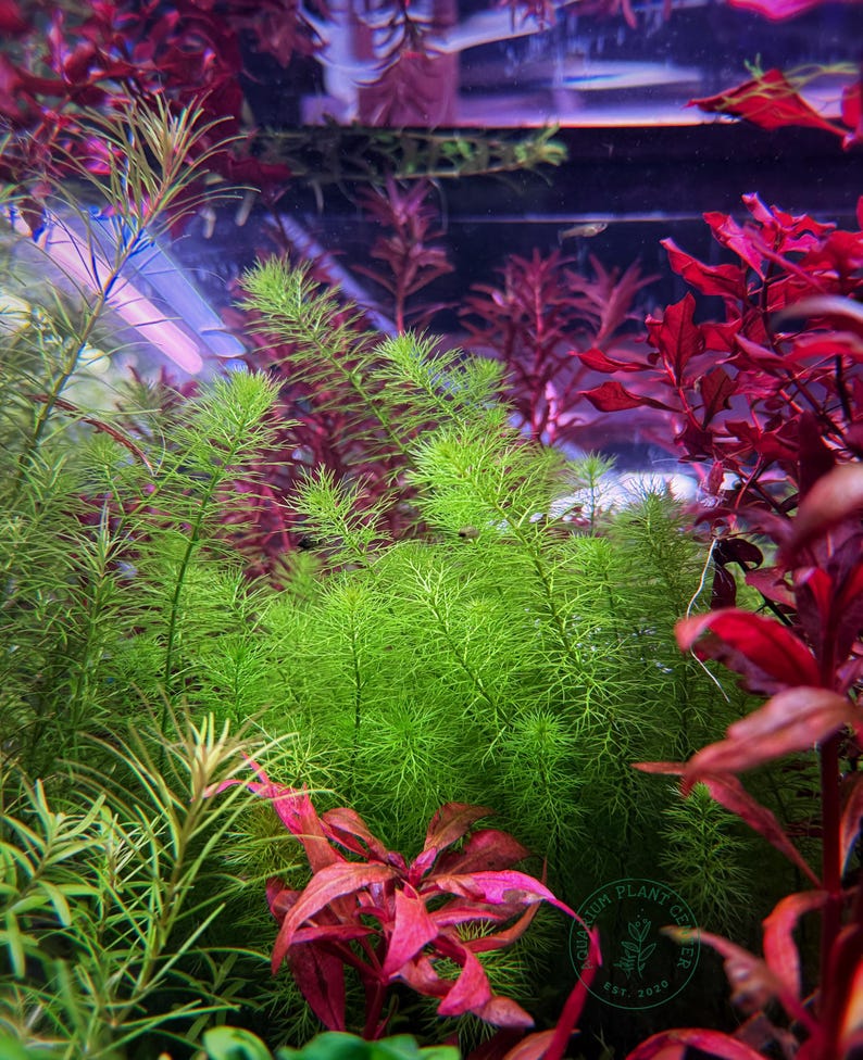 May include: A close-up of a planted aquarium featuring a variety of green and red aquatic plants. The plants are thriving in a clear glass tank. The tank is illuminated from above, creating a vibrant and colourful scene.