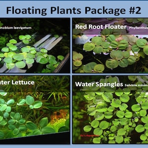 Floating Plant Package 2, Frogbit Red Root Floater Dwarf Water Lettuce Water Spangles,Live Aquarium/Floating/Pond/aquatic Plant image 1