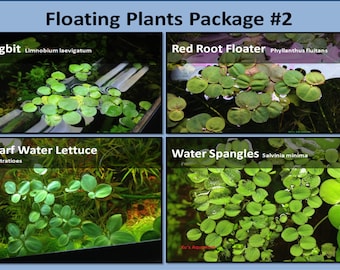 Floating Plant Package 2 Frogbit Red Root Floater Dwarf Water