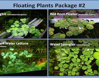 Paquete de plantas flotantes #2, Frogbit + flotador de raíz roja + lechuga de agua enana + lentejuelas de agua, acuario vivo/flotante/estanque/planta acuática