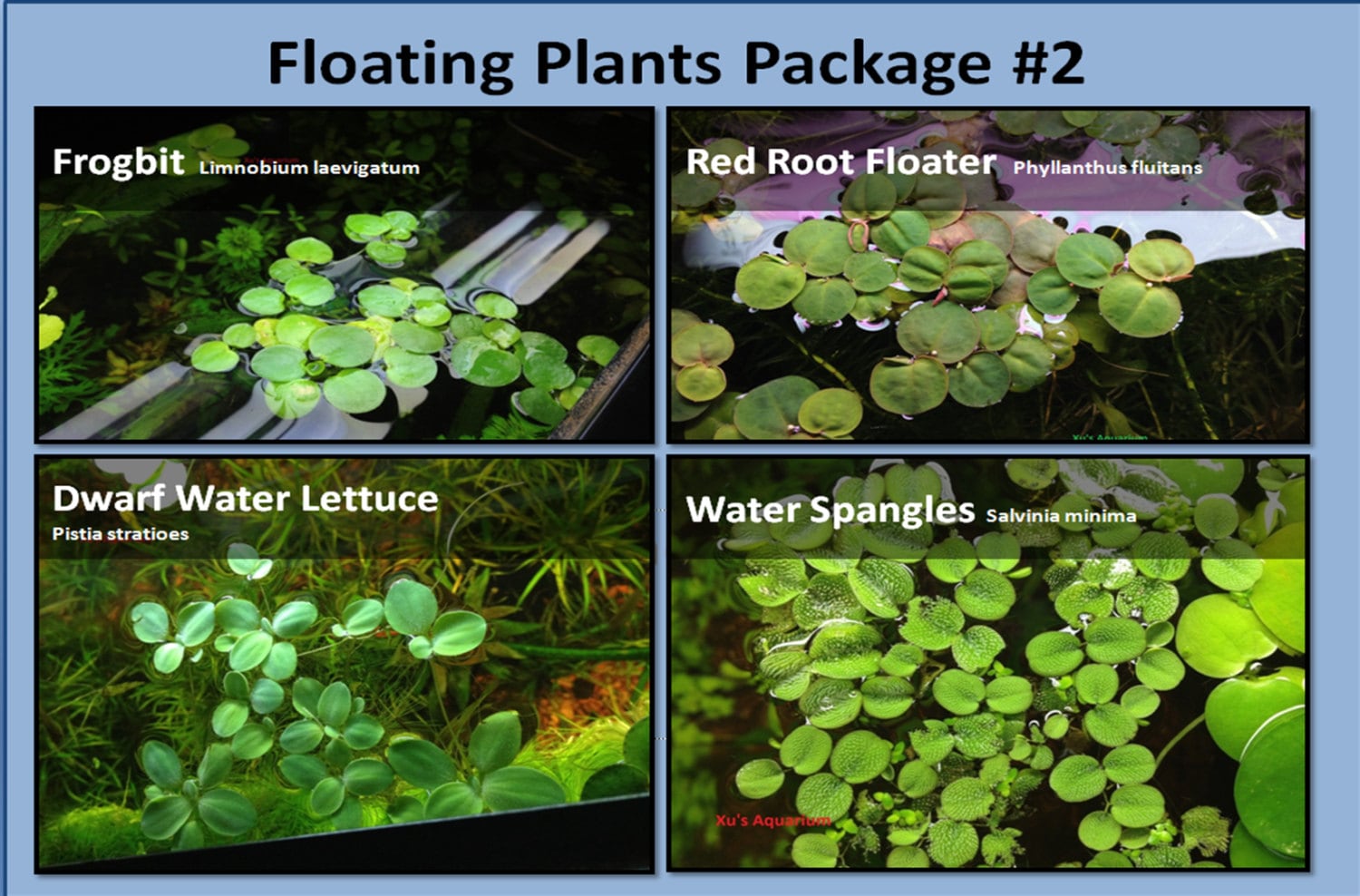 Floating Plants #2 Frogbit+Dwarf Water Lettuce+Water Spangle+Red Root Floater 
