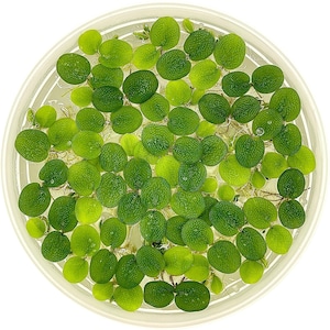 Water Spangles, Salvinia minima, Live Aquarium/Aquatic/Floating/Pond Plant