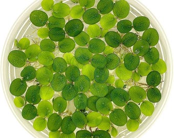 Water Spangles, Salvinia minima, Live Aquarium/Aquatic/Floating/Pond Plant