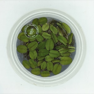 Floating Fern, Salvinia natans, Live Aquarium/Aquatic/Floating/Pond Plant