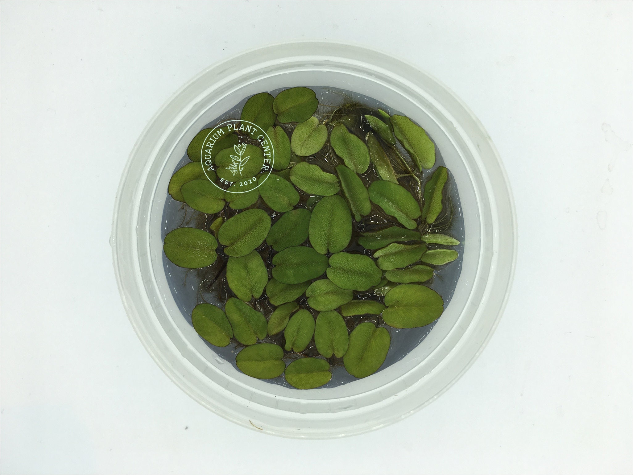 Floating Fern, Salvinia natans, Live Aquarium/Aquatic/Floating/Pond Plant