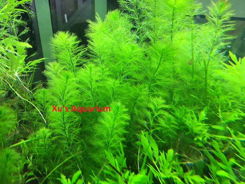 Western Milfoil, Myriophyllum hippuroides, Live Aquarium/Aquatic/Background/Red Plant,Planted Tank,Aquascape image 1