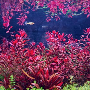 Ludwigia palustris 'super red', Live Aquarium/Aquatic/Background/Red Plant,Planted Tank,Aquascape