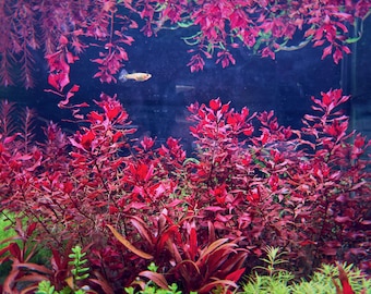 Ludwigia palustris 'super red', Live Aquarium/Aquatic/Background/Red Plant,Planted Tank,Aquascape