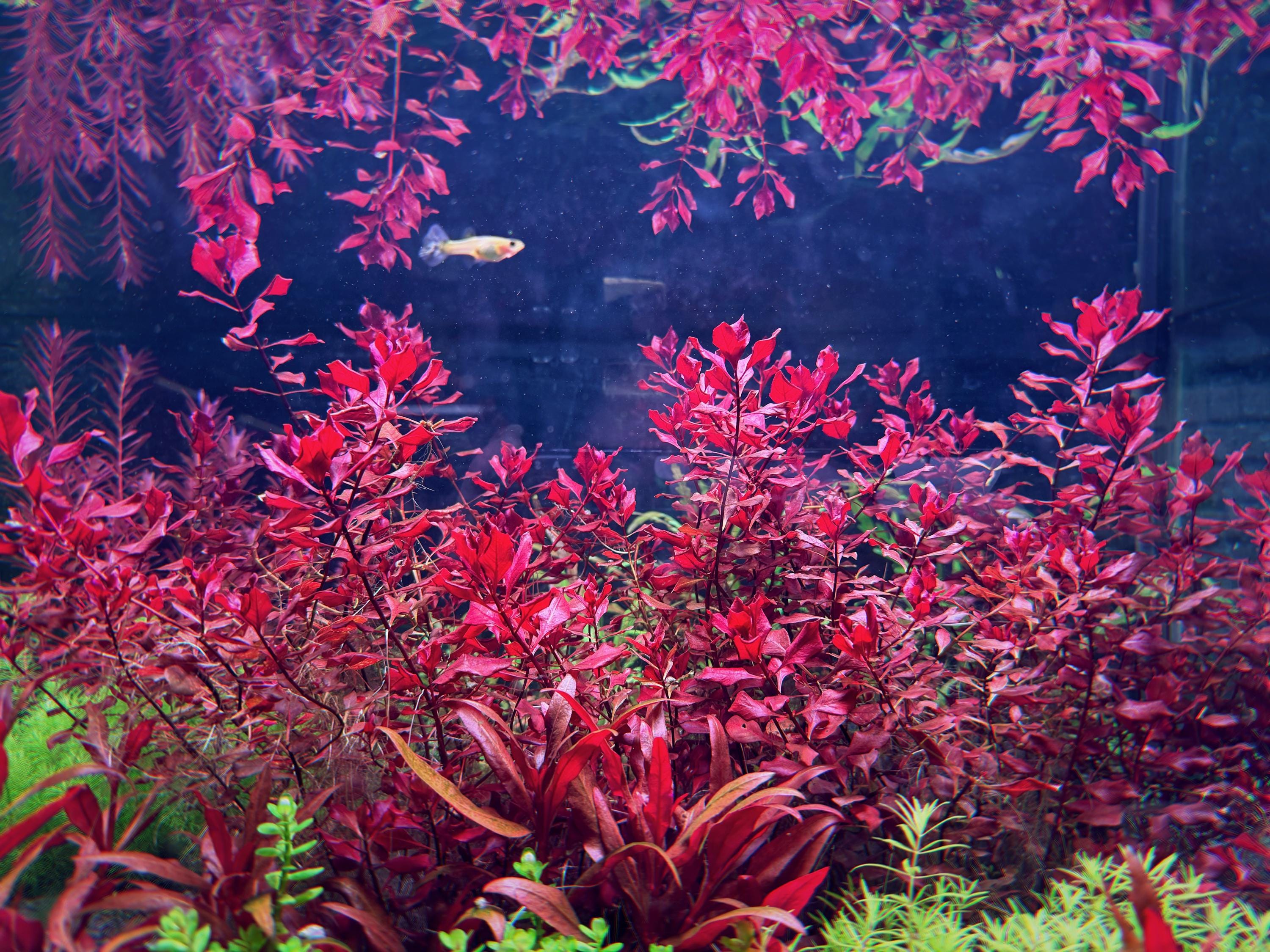 Ludwigia palustris 'super red', Live Aquarium/Aquatic/Background/Red Plant,Planted Tank,Aquascape