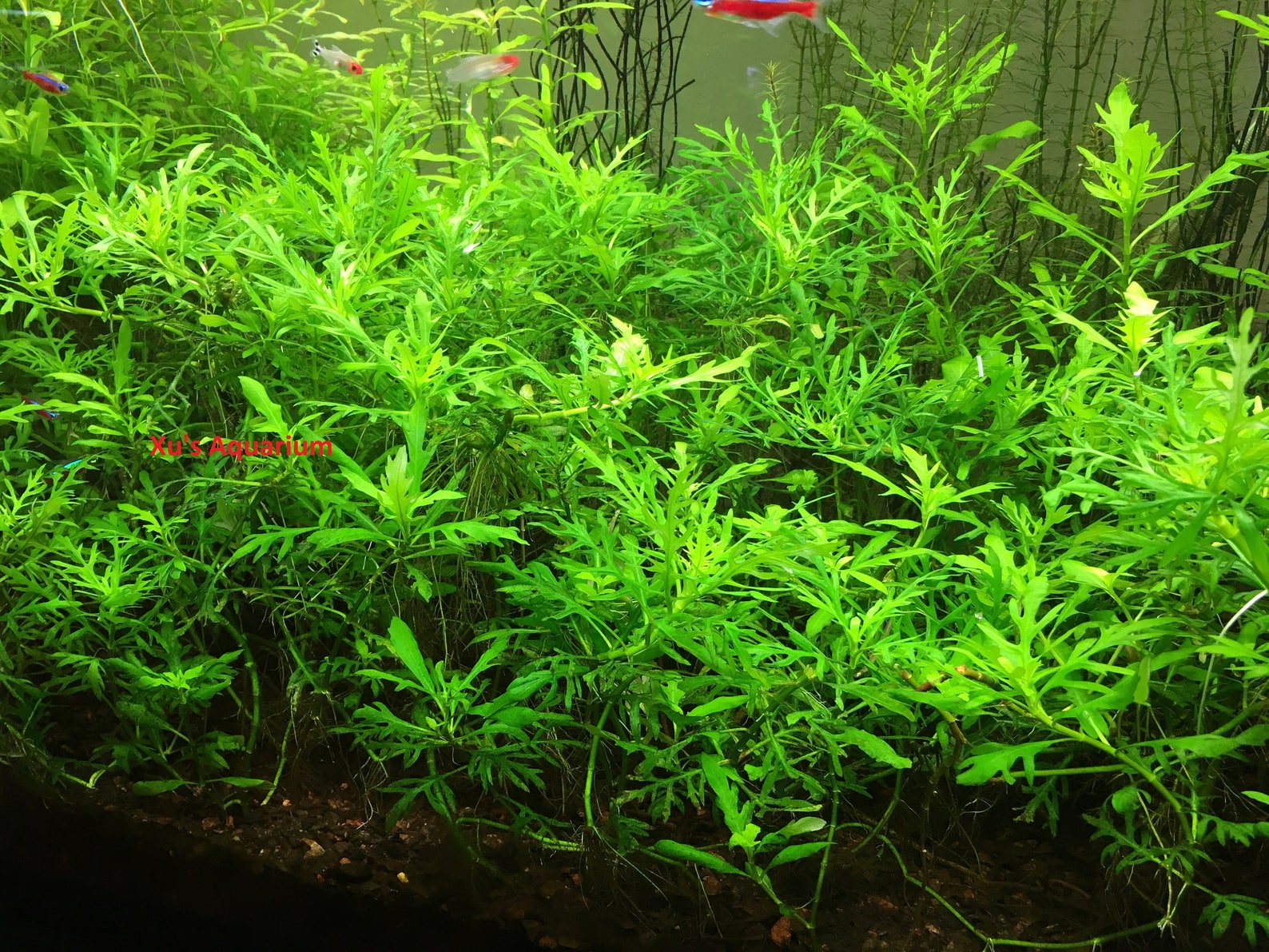 Water Wisteria, Hygrophila Difformis, Live Aquarium/aquatic/background/stem Plant,planted Tank