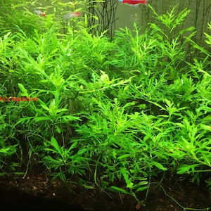 Water Wisteria, Hygrophila difformis, Live Aquarium/Aquatic/Background/Stem Plant,Planted Tank,Aquascape image 2