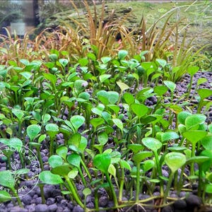 Marsilea hirsuta, Live Aquarium/Aquatic/Nano Tank/Foreground/Carpet Plant