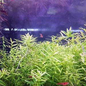 Rotala sp. Green, Live Aquarium/Aquatic/Background/Red Plant,Planted Tank,Aquascaping