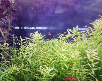 Rotala sp. Green, Live Aquarium/Aquatic/Background/Red Plant,Planted Tank,Aquascaping