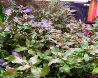 Ludwigia Ovalis, Live Aquarium/Aquatic/Background/Stem/Freshwater/Tropical Plant,Planted Tank,Aquascape