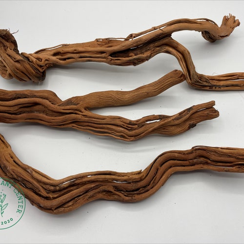 Dragon Wood / Aquarium Décor / Terrarium / Reptile Tank / Etsy