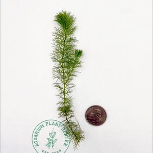 May include: A single stem of green aquatic plant, approximately 6 cm tall, next to a US quarter for scale. The plant has thin, feathery leaves.