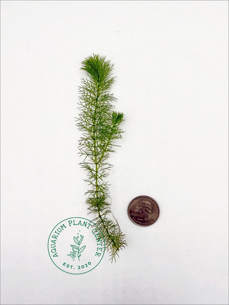 May include: A single stem of green aquatic plant, approximately 6 cm tall, next to a US quarter for scale. The plant has thin, feathery leaves.