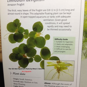 Venta Amazon frogbit, Limnobium laevigatum, Acuario Vivo/Acuático/Flotante/Planta de Estanque imagen 6