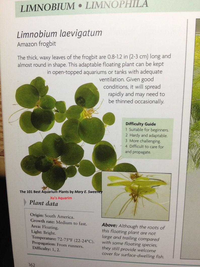 Venta Amazon frogbit, Limnobium laevigatum, Acuario Vivo/Acuático/Flotante/Planta de Estanque imagen 6