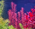 Rotala rotundifolia 'Blood Red‘, Live Aquarium/Aquatic/Freshwater/Background/Red/Stem Plant, Planted Tank, Aquascaping product logo