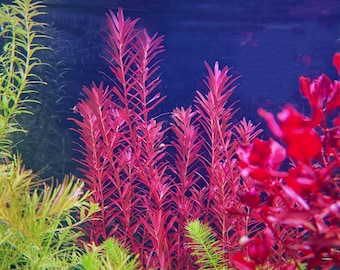 Bucephalandra Midnight Blue - Live Aquatic Plants - Only Plants