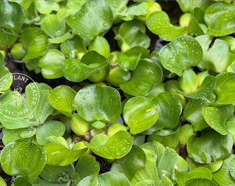 Water Hyacinth, Eleocharis Crassipes, Live Aquarium/Aquatic/Floating/Pond Plant, Planted Tank, Aquascaping, Outdoor Pond Plant