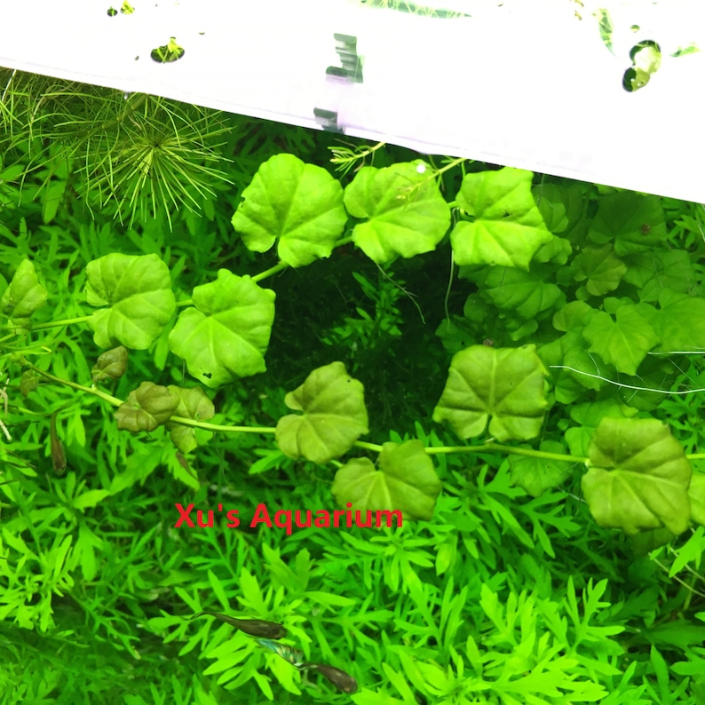 Cardamine lyrata sp. Vietnam Live Aquarium/Aquatic/Stem Plant, Planted Tank image 6